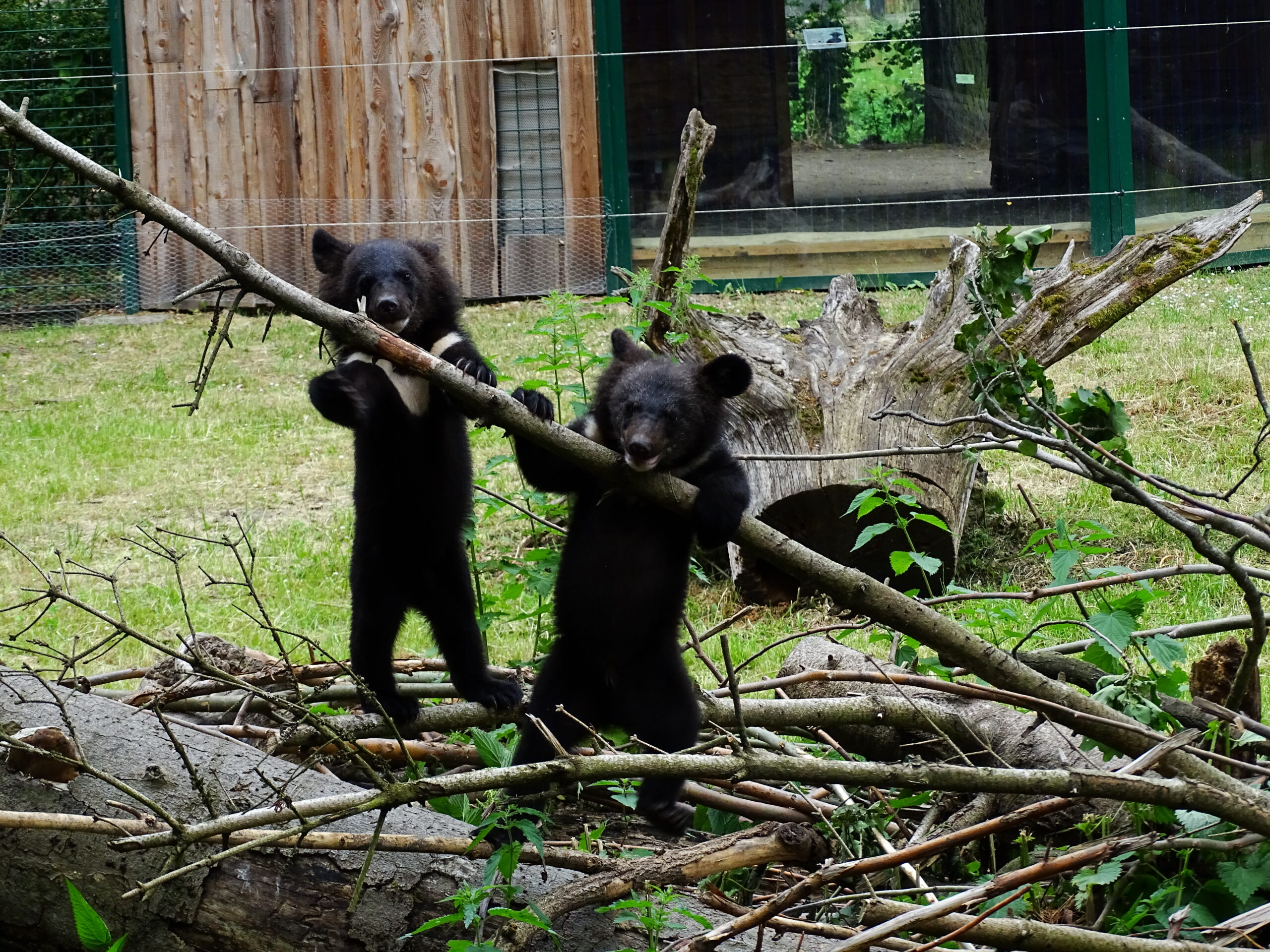 Bärenbaby auf der Außenanlage des Dessauer Tierparks
