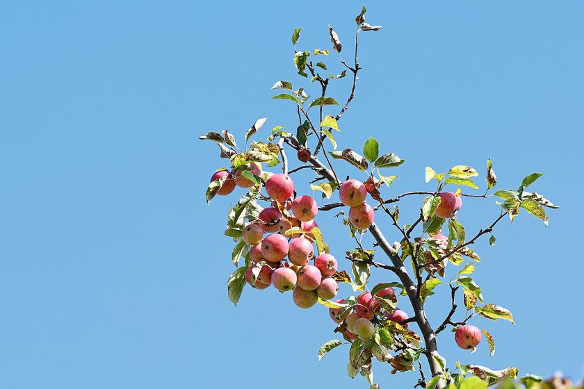 Apfelbaum
