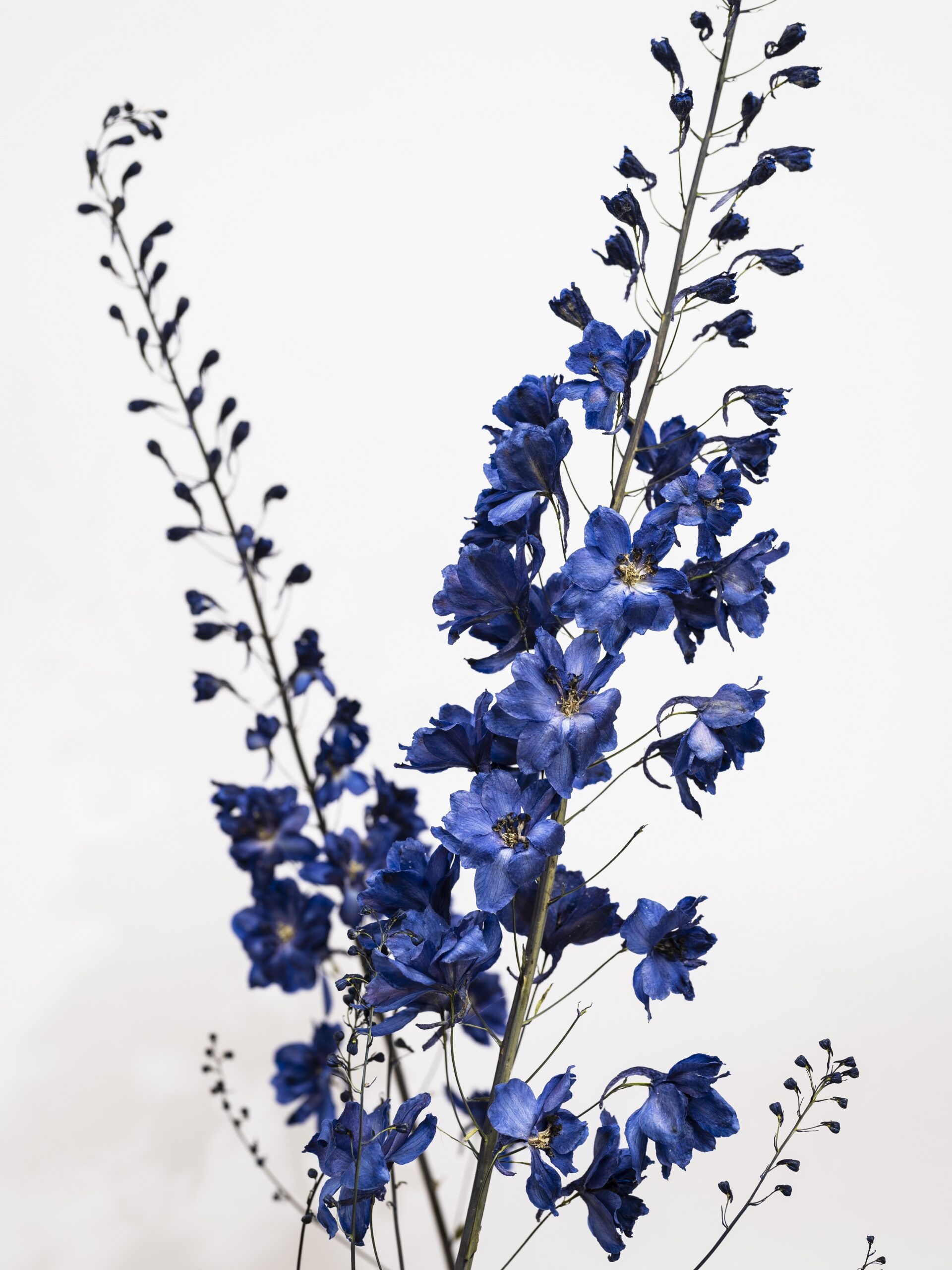 Delfinium Maximum, Ritterspornblüten, getrocknet, 2024 © Stiftung Bauhaus Dessau, Foto Thomas Meyer OSTKREUZ