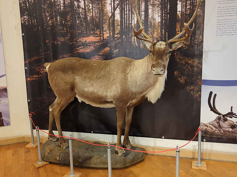 Ausstellung im Museum für Naturkunde und Vorgeschichte