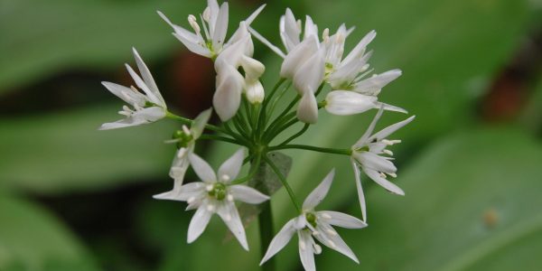 Bärlauch-Blüte